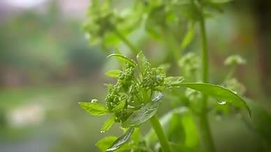 春雨植物小花苞特写空镜头4k视频素材视频的预览图